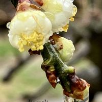 白梅,花のある暮らし,GSに感謝。,幸福,癒しの花の画像