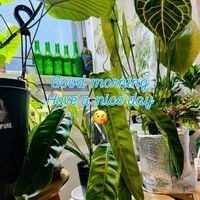 アンスリウム,ドラセナ,モンステラ,アグラオネマ,ウンベラータの画像