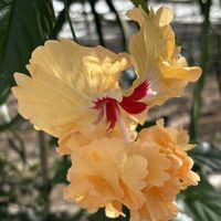 ハイビスカス,南の島☆⭐︎の画像
