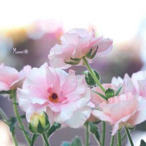 ラナンキュラス,ラナンキュラス・ラックス アリアドネ,寄せ植え,かわいいな♡,植物のある暮らしの画像