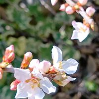 ユキヤナギ,ユスラウメ,馬酔木(アセビ）,散歩中,畑の画像