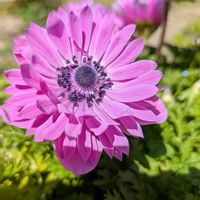 花のある暮らし,お花大好き♡,アネモネ♡の画像