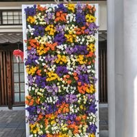 菜の花,菜の花,ビオラ,ビオラ,ビオラの画像
