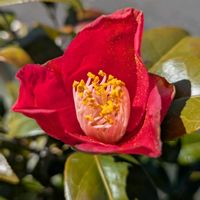 花のある暮らし,お花大好き♡,お友達に感謝の画像