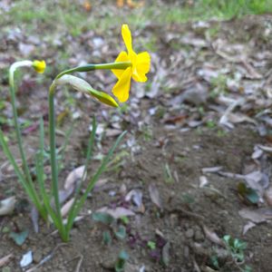 スイセン,糸水仙,畑,庭の画像