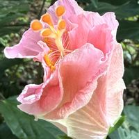 ハイビスカス,ハイビスカス⭐︎の画像