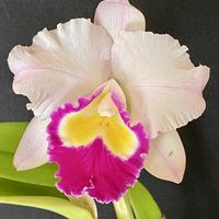 カトレア,ハンニャヒメ‘キヌコ’の画像