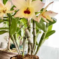 デンドロビウム,観葉植物,洋ランの画像