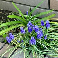 ススキ,木瓜(ボケ),オキザリス・プルプレア,ムスカリ 紫,今朝の富士山！の画像