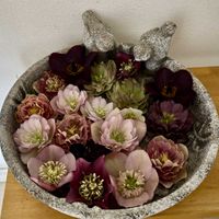 クリスマスローズ,ガーデニング,花のある暮らし,バードバス,クリスマスローズ愛同盟の画像