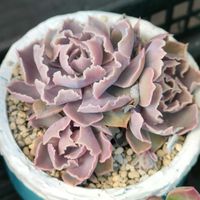 シャビアナ,多肉植物いろいろ,養生プランター,養生プランター,多肉植物の画像