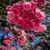 いつもありがとう♡,スマホ撮影,お花のある暮らし,お花は癒し,お出かけ先の画像
