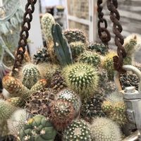 白樺キリン,紫木蓮（しもくれん）,白木蓮（はくもくれん）,サボテンの寄せ植えの画像