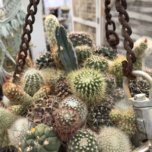 白樺キリン,紫木蓮（しもくれん）,白木蓮（はくもくれん）,サボテンの寄せ植えの画像