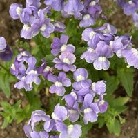 ネメシアの画像