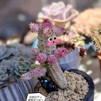 エケベリア,白樺キリン,ヒントニー,ブラックローズ,多肉植物の画像