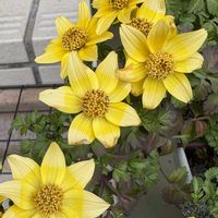 プルモナリア,ビデンスキャンプファイアー　ホットイエロー,花のある暮らし,PR,春が待ち遠しいの画像