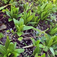 カサブランカ,ユリの画像