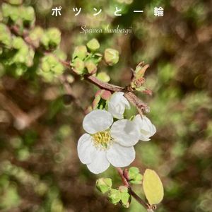ユキヤナギ,コゴメバナ,落葉低木,花のある暮らし,緑のある暮らしの画像