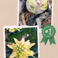 ネコヤナギ,フキノトウの画像