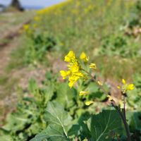 菜の花,黄色い花,春の訪れ,おでかけ先,記録picの画像