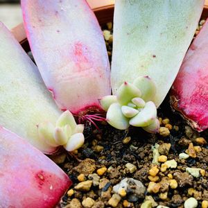 コロラータ タパルパ,多肉植物,鉢植え,葉挿し,エケベリア属の画像