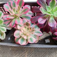 アエオニウム 属,多肉植物,観葉植物,多肉寄せ植え,多肉植物とサボテンの画像