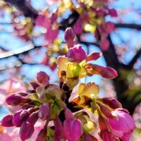 シレネ,河津桜,河津桜の 蕾,花のある暮らし,繋がりに感謝✨の画像