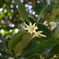 シキミ,花散歩,有毒植物,武器ではなく花を,木曜日じゃなくても木の画像