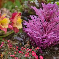 オダマキ,ギョリュウバイ,葉牡丹光子,庭の画像