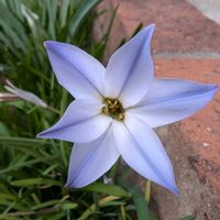 ハナニラ,ハナニラ,クロッカス,ムスカリ,花壇の画像