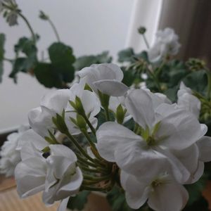 ゼラニウム,ゼラニウム,ガーデニング,自然,癒される風景♡の画像