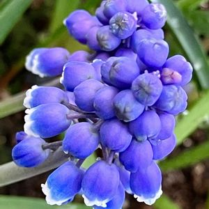 #ガーデニング,青い花マニア,エクステリアの画像