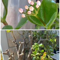 金のなる木,金のなる木,スマホ撮影加工なし,花の15年組,金曜日の蕾たちの画像