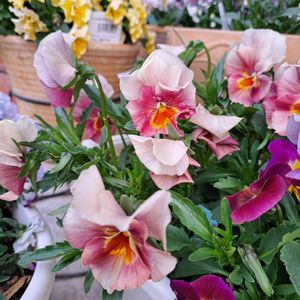 パンジー・ビオラ,鉢植え,種まき,ロカ先生,庭の画像