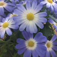 サイネリア,ビオラ,芽ぶきの春,我が家の庭,楽しみ〜の画像