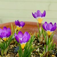 キンカン,クロッカス,レモン,クロッカス(白),クロッカス　紫の画像