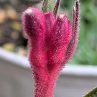 カンガルーポー,初恋草,チーム愛知,Juneの会,2020年6月同期No.013の画像