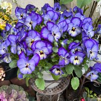 パンジー,ビオラ,お花,花のある暮らし,花好きさんと繋がりたいの画像