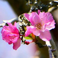 ハナカイドウの画像