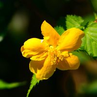 ヤマブキの画像