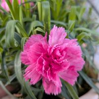 カーネーション,ペチュニア,頑張ってるの画像