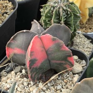 サボテン,ヘキラン錦,多肉植物,アストロフィツム属,ビニールハウスの画像