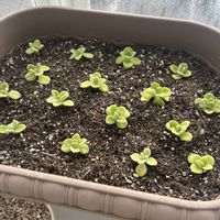 アロマティカス,アロマティカス,アロマティカス,アロマティカス,おおきくなあれの画像