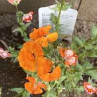 クロッカス,ミモザのリース,ネメシアネシア,西洋アンズ,金曜日の蕾たちの画像