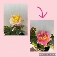 アネモネ,アネモネ,藤娘,藤娘,シュペールバルクの画像