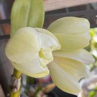 レウィシア,プー太,Den.ブリリアントスマイル　ヒロミ,花のある暮らし,蘭が好きの画像