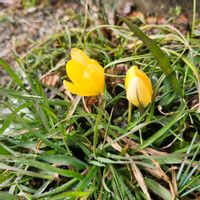 クロッカス,今日の一枚,芽吹く。,弥生の一枚,仮の住まい。の画像