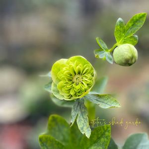 クリスマスローズ,吉田園芸,ナチュラルガーデン,ジャンクガーデン,シェードガーデンの画像