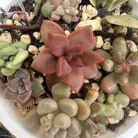 多肉,寄せ植え,多肉植物,つふつぶ,庭の画像